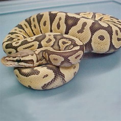 Pastel Ghost Ball Python Hatchling Female