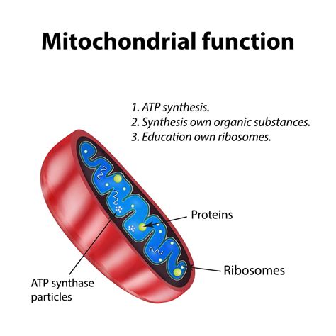 33 Natural Ways To Improve Mitochondrial Function Selfhacked
