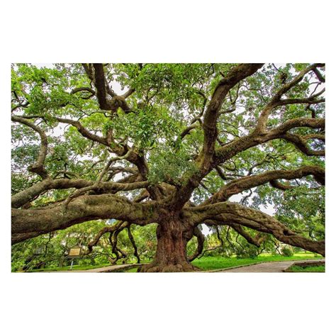 15 Best Collection Of Live Oak Tree Wall Art