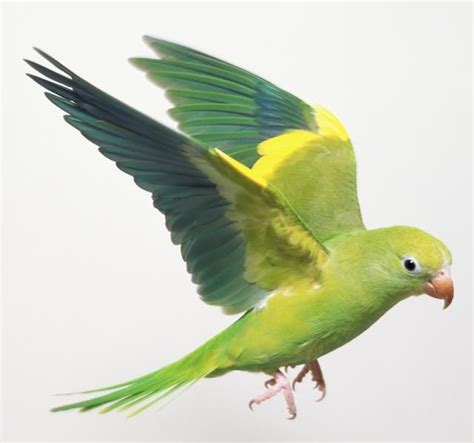 8 Top Large Parrots To Keep As Pets Parrot Parakeet Best Pet Birds
