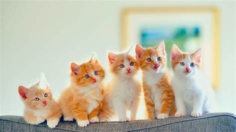 Golden Kitten Wallpaper Kitten Wallpaper Cats Kittens