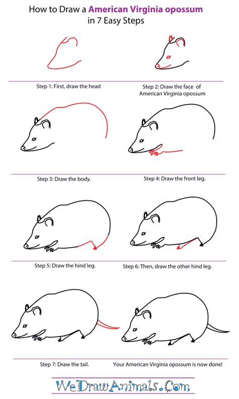 How To Draw An American Virginia Opossum
