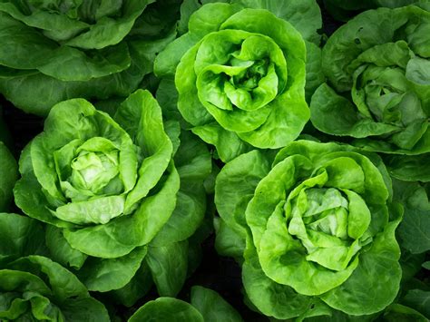 Space Grown Lettuce Is As Nutritious As Counterparts Grown On The Earth