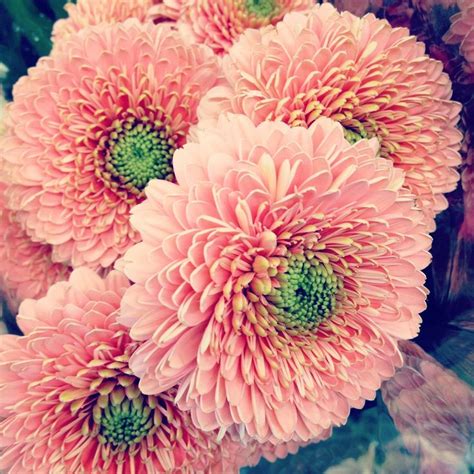 Double Petal Gerbera Daisies Creative Planting Pinterest