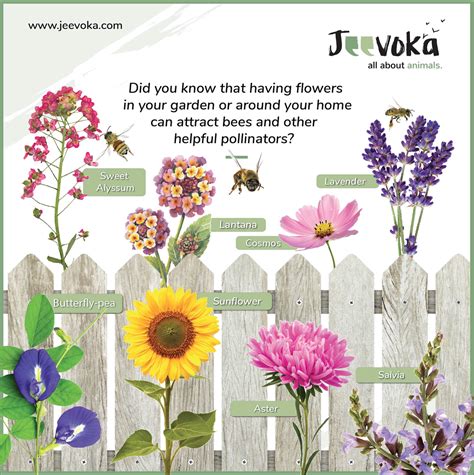 Jeevoka 8 Plants That Attract Bees And Other Pollinators To Your