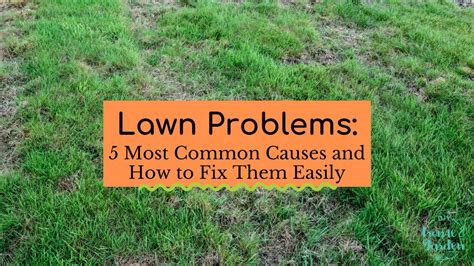 Lawn Problems 5 Most Common Causes And How To Fix Them Easily