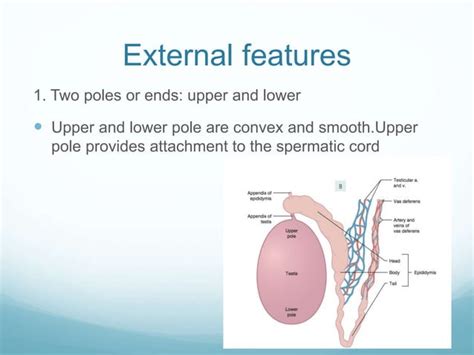 Antomy Of Scrotum And Testis