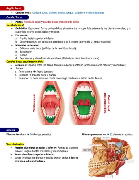 Anatomía de cavidad bucal Región bucal Componentes Cavidad bucal dientes encías lengua