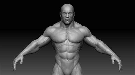 3d Model Muscular Male Body