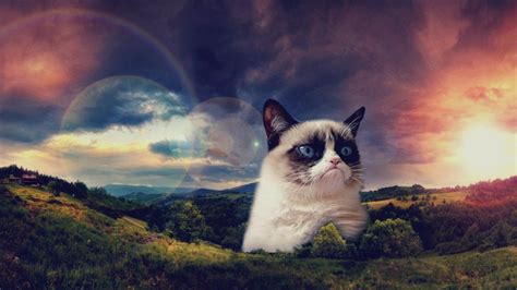 Grumpy Cat Wallpaper ·① Download Free Stunning Hd Backgrounds For
