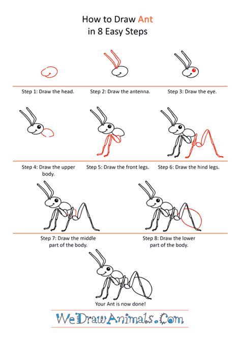 How To Draw A Cartoon Ant