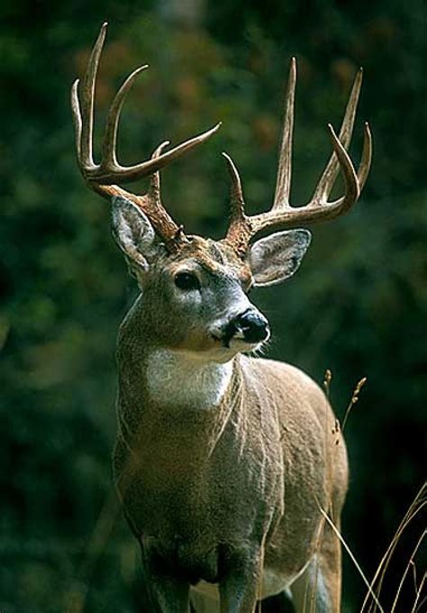 Whitetail Buck Deer Hunting Tips Big Deer Whitetail Deer Pictures