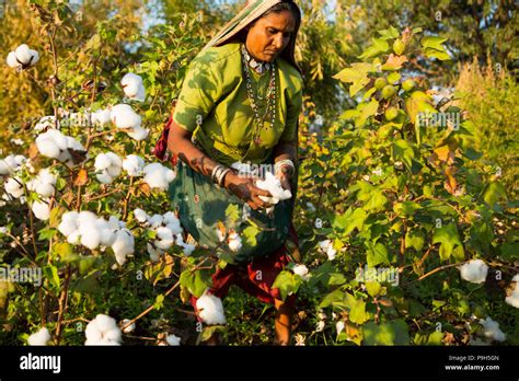 Cotton Picking India Hi Res Stock Photography And Images Alamy