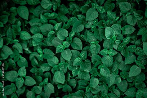 Dense Dark Green Leaves In The Garden Emerald Green Leaf Texture