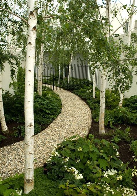20 Beautiful Silver Birch Which Is Very Eye Catching Backyard