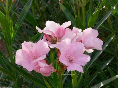 Nerium Oleander Hardy Red 10 Seeds Plant Seeds And Bulbs Yard Garden
