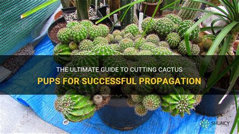 The Ultimate Guide To Cutting Cactus Pups For Successful Propagation
