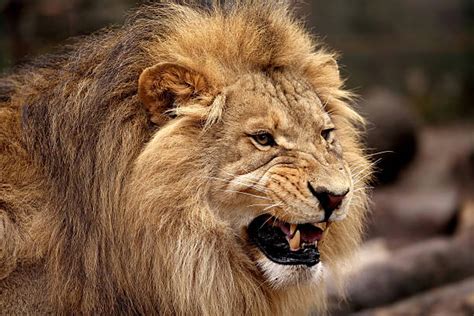 160 Scary Lion Roar Stock Photos Pictures And Royalty Free Images Istock