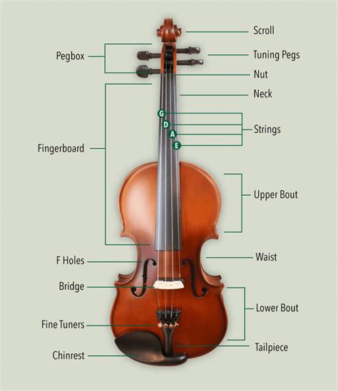 The Enthusiast S Guide To Each Detail Of The Violin