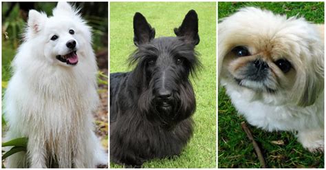 59 Best Small Dog Breeds That Stay Small And Look Cute Forever
