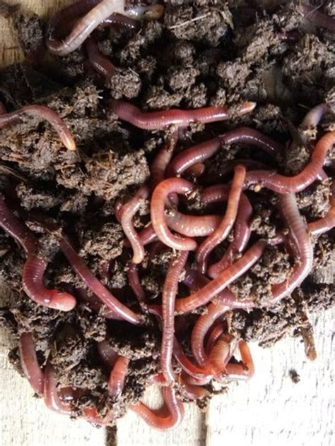 Eisenia Fetida Red Wiggler Earthworms Kg Box At Rs Kilogram In