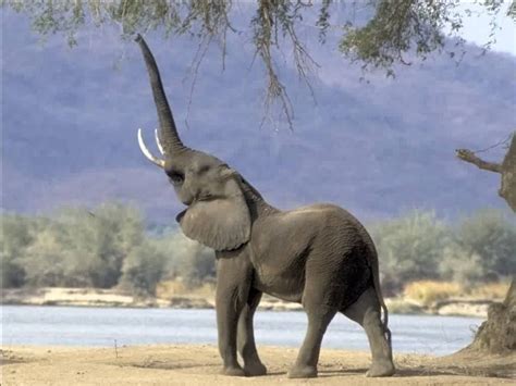 The Elephants Trunk Science In Our World Certainty