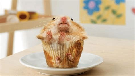Humorous Hamsters Humorous And Cute Hamsters Funny Pets