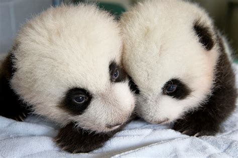 Giant Panda Photos Twin Sisters Mei Huan And Mei Lun At Zoo Atlanta
