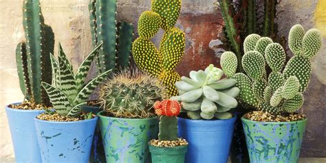 Cactus Plants 7 Things To Know About Cacti