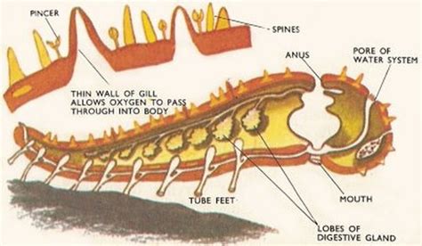 Echinodermata - Respiratory System