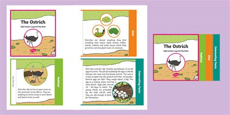 Ostrich Facts For Kids Twinkl Homework Help Twinkl