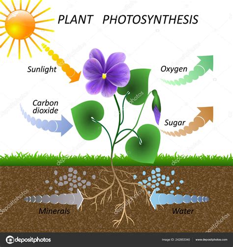 Diagram Of Photosynthesis