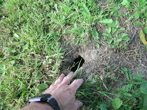 Small black dog hunting for moles in home backyard. Gardening Blog - Gardening in Washington State ...