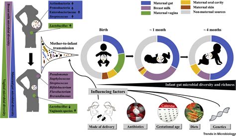 Maternal Vertical Transmission Affecting Early Life Microbiota