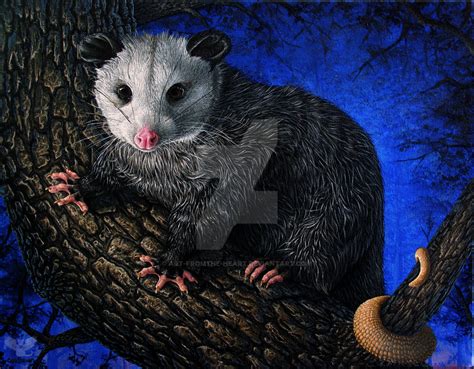 Possum Painting At Explore Collection Of Possum