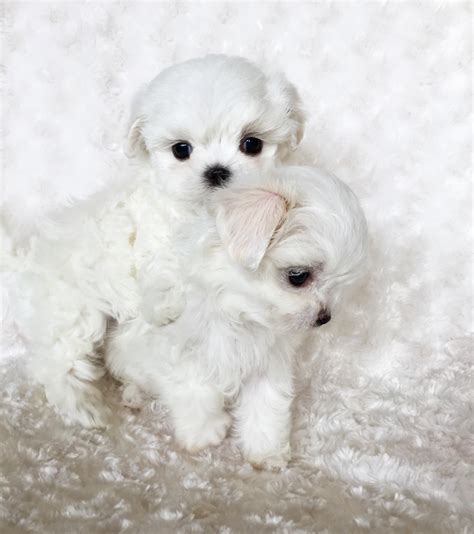 Maltese Puppies Price Maltese Akc Teacup Maltese Puppies For Sale