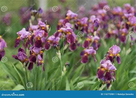 Beautiful Blooming Dark Blue Iris Flowers In The Garden In Spring With