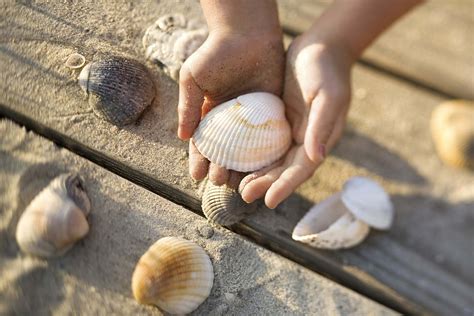 Do You Collect Seashells