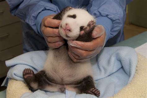 Its A Boy San Diego Zoos Newest Panda Cub Is Male Live Science