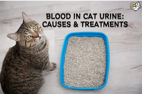 Blood In Cat Urine Causes And Treatments For Cat Peeing Blood