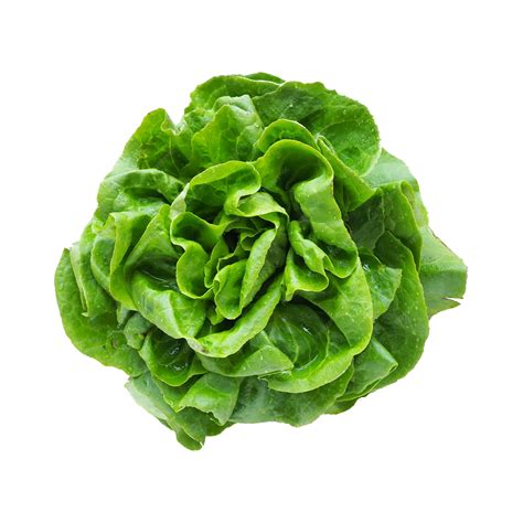 Premium Photo Sowing Lettuce Green Salad Or Side Dish Leaf Lettuce Or