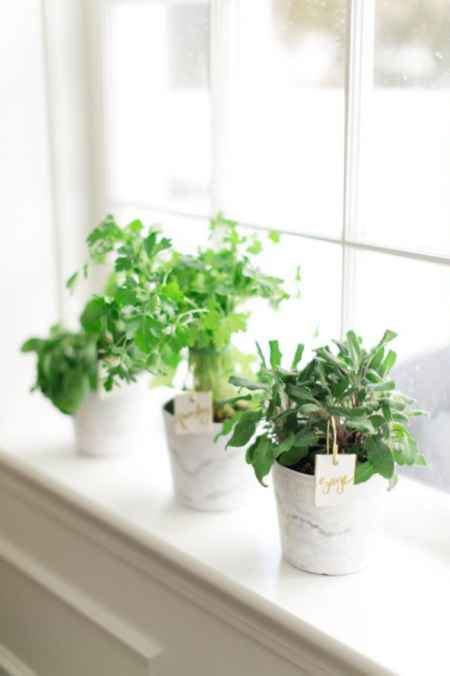 Like rosemary, mint too thrives indoors. 18 Best Ways To Grow Food Indoors