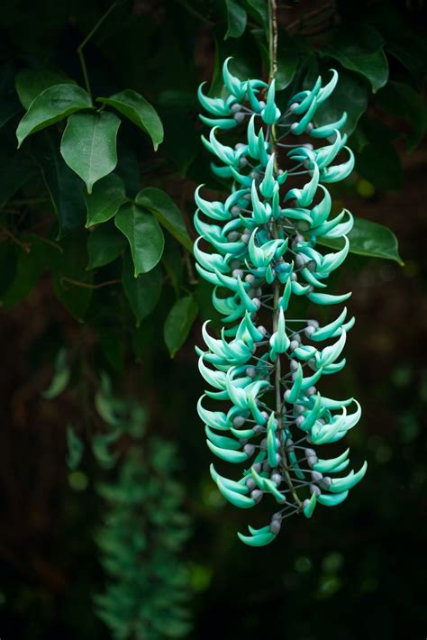 Jade Vine A Beginners Guide Agriculture Monthly