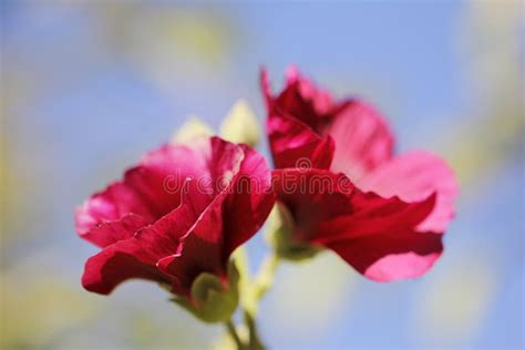 Beautiful Red Flower In Nature Stock Image Image Of Card Copy 103858921