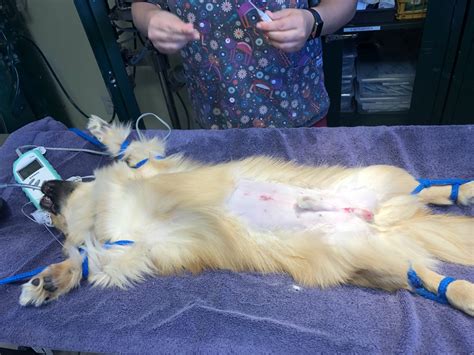 Canine Neuter And Umbilical Hernia Repair Surgery Meet Beau And Baxter