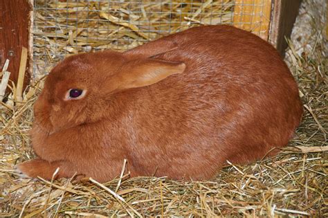 Cutest Bunnies Youll Want To Take Home Readers Digest Canada