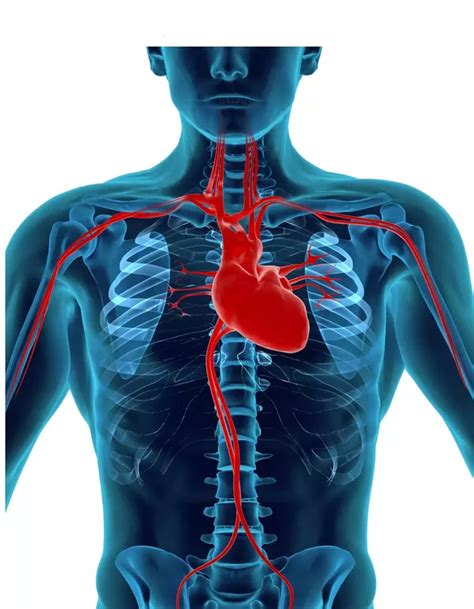 Is It True That The Human Heart Is On The Left Side Why Quora