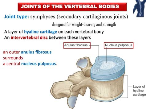 Ppt Joints Of The Vertebral Column Powerpoint Presentation Free