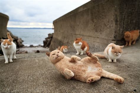 Aoshima La Isla Japonesa De Los Gatos