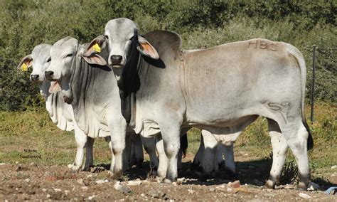 The brahman is an american breed of zebuine beef cattle. Brahman Cattle, South Africa